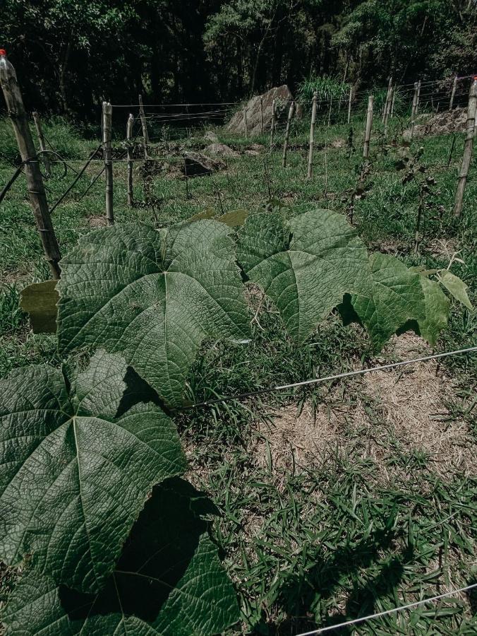 Pousada Quinta Das Nascentes Petrópolis Eksteriør bilde